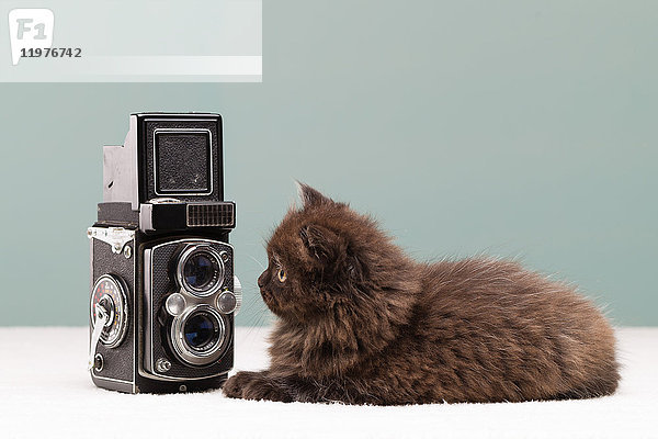 Persisches Kätzchen untersuchende Kamera