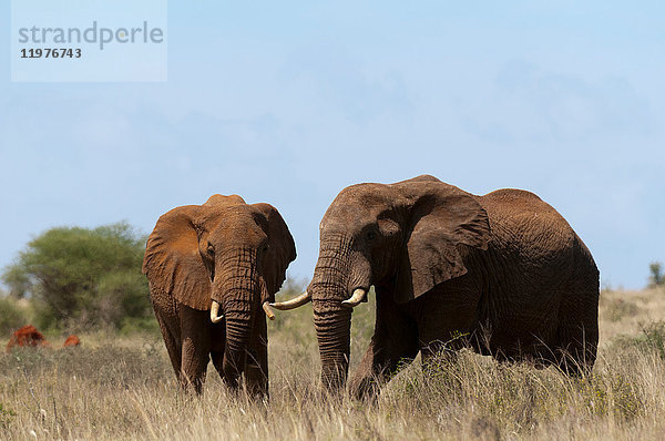 Elefanten (Loxodonta africana)  Lualenyi-Wildreservat  Tsavo  Kenia