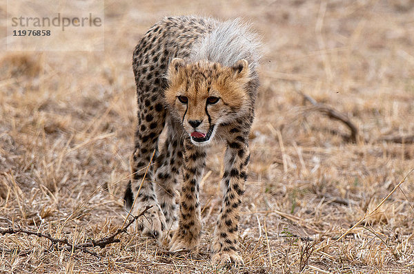 Gepardenjunge (Acinonyx jubatus)  Masai Mara  Kenia