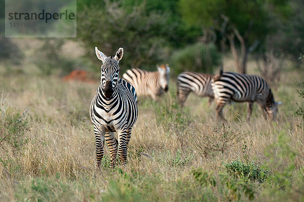 Grant's Zebra (Equus quagga boehmi)  Lualenyi-Wildreservat  Tsavo  Kenia