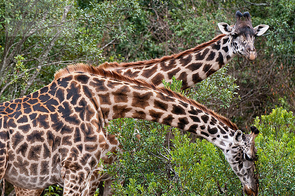 Masai Giraffe (Giraffa camelopardalis)  Masai Mara  Kenia