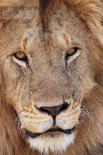 Löwe (Panthera leo)  Masai Mara  Kenia