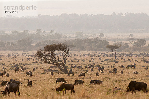 Weißschwanzgnu (Connochaetes taurinus)  Masai Mara  Kenia