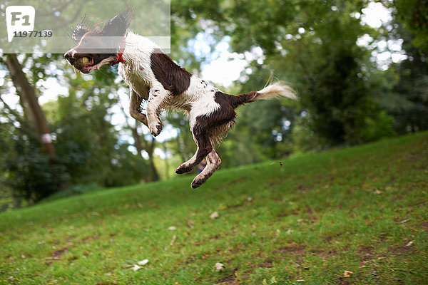 Hund springt in die Luft