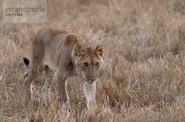 Subadulter Löwe (Panthera leo)  Masai Mara  Kenia
