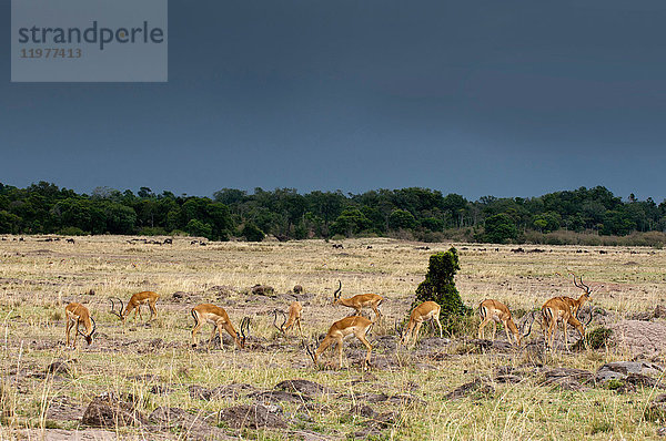 Impala (Aepyceros melampus)  Maasai Mara National Reserve  Rift Valley  Kenia  Afrika