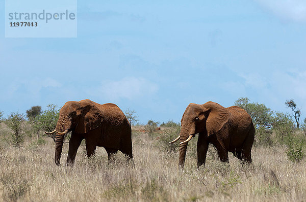 Elefanten (Loxodonta africana)  Lualenyi-Wildreservat  Tsavo  Kenia