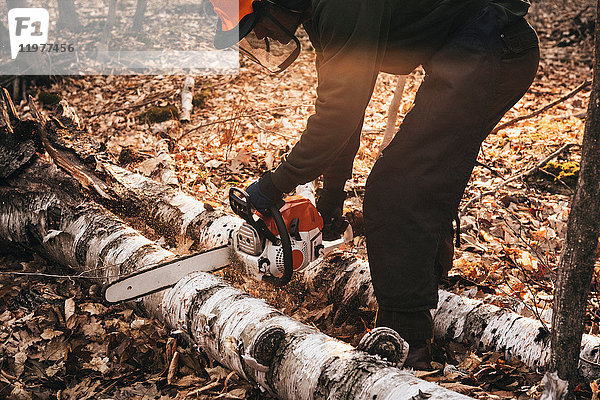 Reifer Mann beim Kettensägen von Baumstämmen auf dem Herbstwaldboden