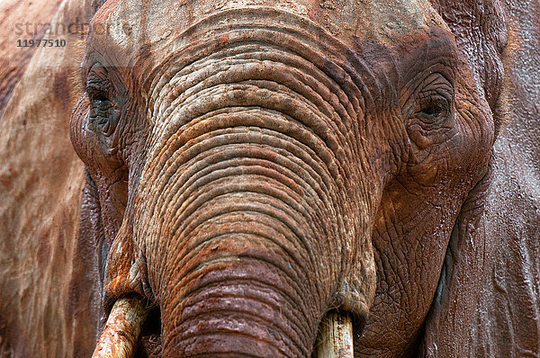 Elefanten (Loxodonta africana)  Tsavo-Ost-Nationalpark  Kenia