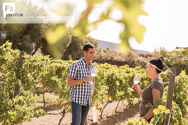 Weinverkostung von Weißwein im Weinberg  Las Palmas  Gran Canaria  Spanien