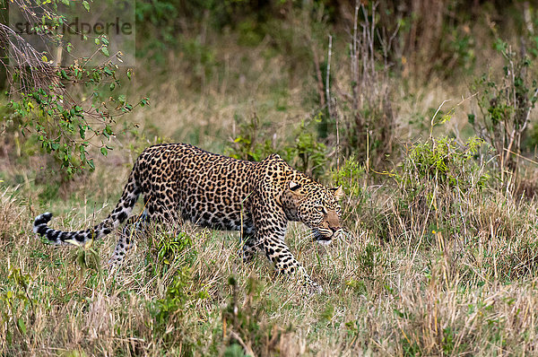 Leopard (Panthera pardus)  Masai Mara  Kenia