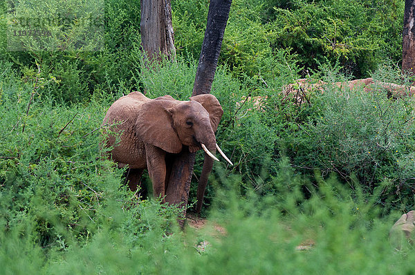 Elefanten (Loxodonta africana)  Tsavo-Ost-Nationalpark  Kenia