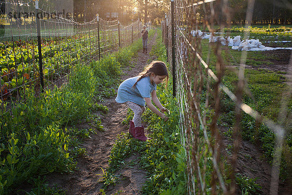 Junges Mädchen auf dem Bauernhof  das Zuckererbsen pflückt