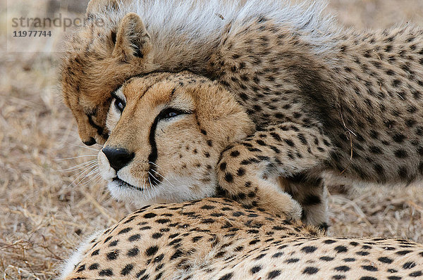 Gepard (Acinonyx jubatus) und Jungtier  Masai Mara  Kenia