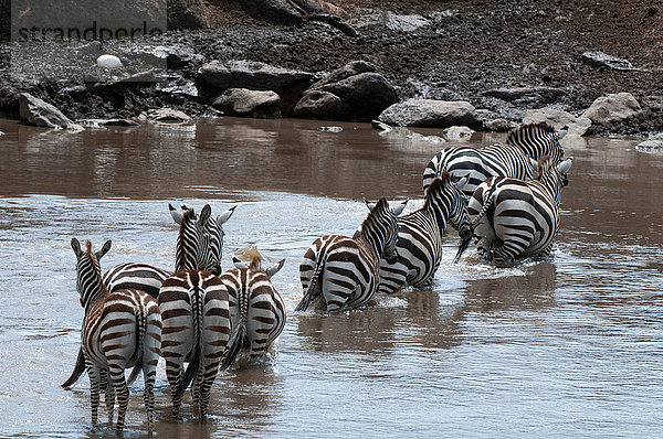 Zebra (Equus quagga)  Masai Mara  Kenia