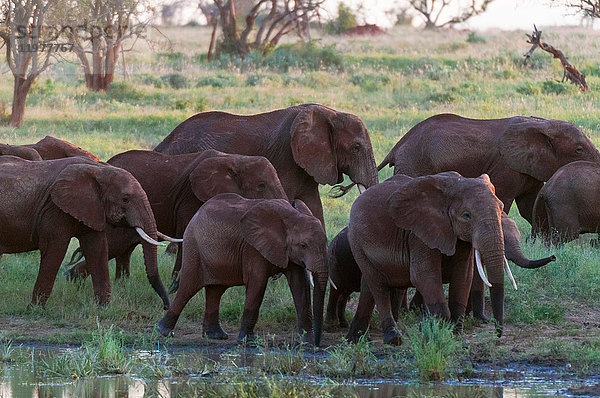 Elefanten (Loxodonta africana)  Lualenyi-Wildreservat  Tsavo  Kenia