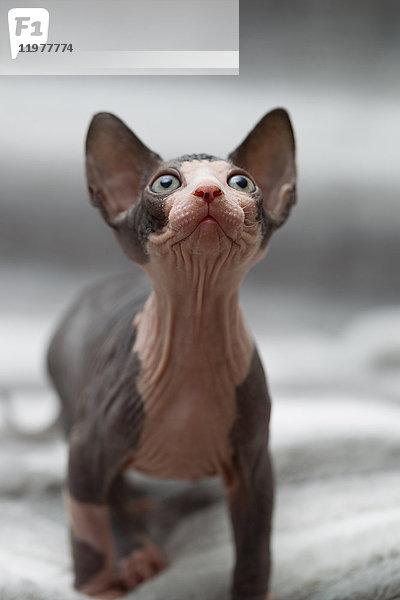 Tierporträt einer nach oben blickenden Sphynxkatze