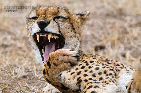 Gepardenjunge (Acinonyx jubatus)  Masai Mara  Kenia