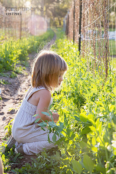 Junges Mädchen auf dem Bauernhof  hockt sich hin  inspiziert die Pflanze