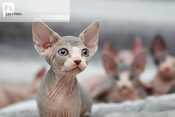 Tierporträt einer Sphynx-Katze  die wegschaut