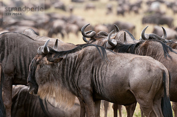 Weißschwanzgnu (Connochaetes taurinus)  Masai Mara  Kenia