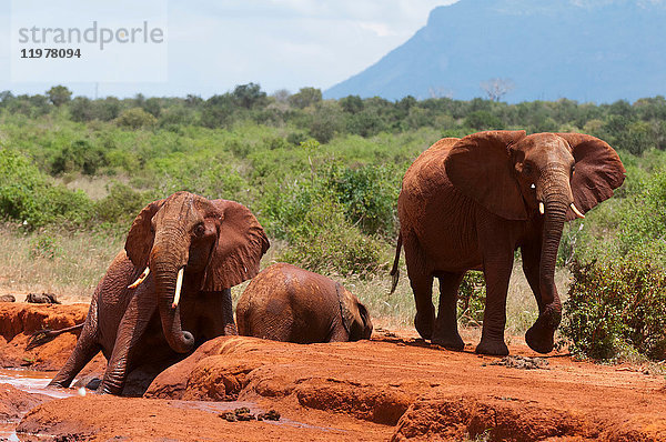 Elefanten (Loxodonta africana) helfen im Schlamm gefangenen Kälbern  Tsavo-Ost-Nationalpark  Kenia