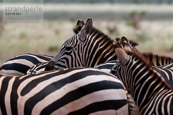 Grant's Zebra (Equus quagga boehmi)  Tsavo-Ost-Nationalpark  Kenia