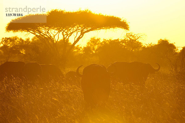 Afrikanischer Büffel (Syncerus caffer) bei Sonnenuntergang  Lualenyi-Wildreservat  Tsavo  Kenia