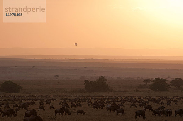 Gnus (Connochaetes taurinus) bei Sonnenuntergang  Masai Mara  Kenia