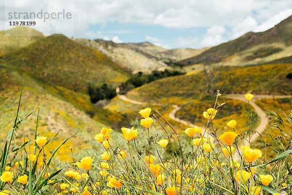 Nahaufnahme von gelbem kalifornischen Mohn (Eschscholzia californica) in der Landschaft  Nord-Elsinore  Kalifornien  USA