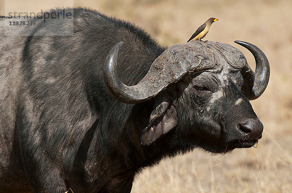 Kaffernbüffel (Syncerus caffer)  Masai Mara  Kenia