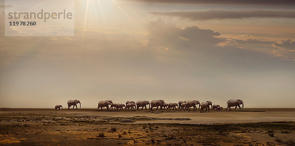 Elefantenherde in der Namib-Wüste  Windhoek Noord  Namibia  Afrika