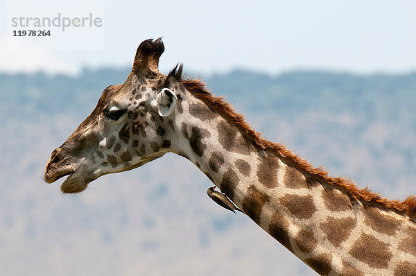 Masai Giraffe (Giraffa camelopardalis)  Masai Mara  Kenia