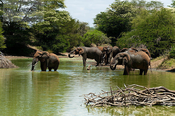 Trinkende Elefanten (Loxodonta africana)  Lualenyi-Wildreservat  Tsavo  Kenia