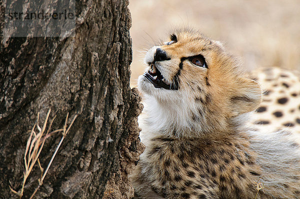 Gepardenjunge (Acinonyx jubatus)  Masai Mara  Kenia