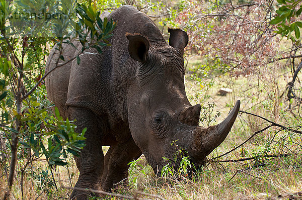 Breitmaulnashorn (Cerototherium simium)  Masai Mara  Kenia