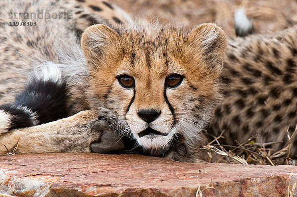 Gepardenjunge (Acinonyx jubatus)  Masai Mara  Kenia