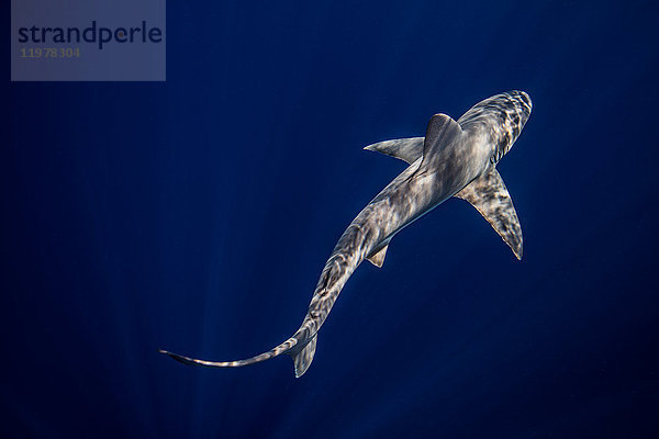 Unterwasser-Draufsicht eines im blauen Meer schwimmenden Sandbankhais  Jupiter  Florida  USA