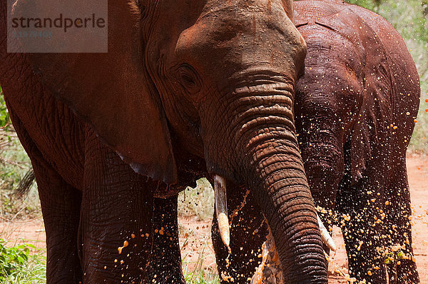 Elefanten (Loxodonta africana)  Tsavo-Ost-Nationalpark  Kenia