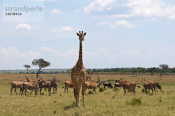 Masai Giraffe (Giraffa camelopardalis) und Gazellen  Masai Mara  Kenia