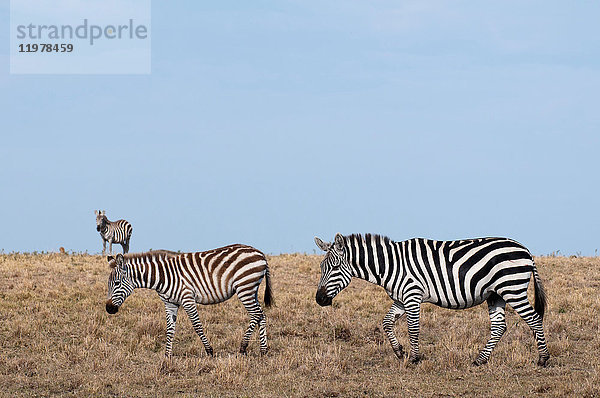 Zebra (Equus quagga)  Masai Mara  Kenia