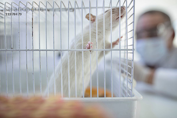 Weiße Ratte im Käfig  Laborant im Hintergrund