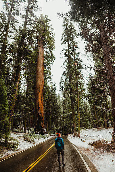 Rückansicht eines jungen männlichen Wanderers mit Blick auf verschneiten Wald  Sequoia-Nationalpark  Kalifornien  USA
