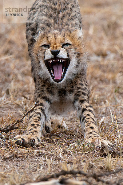 Gepardenjunge (Acinonyx jubatus)  Masai Mara  Kenia