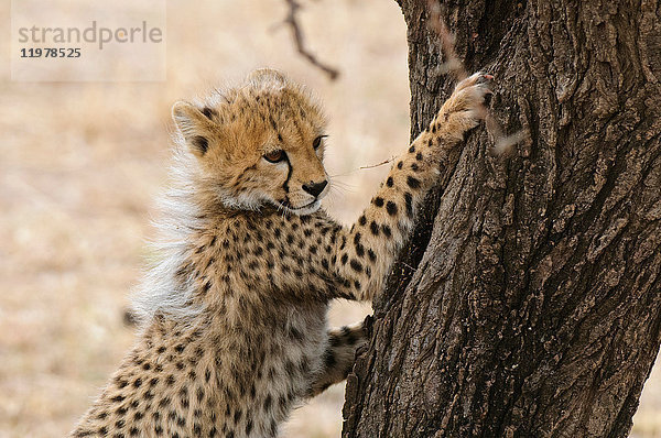 Gepardenjunge (Acinonyx jubatus)  Masai Mara  Kenia