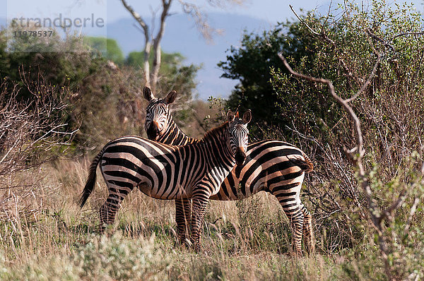 Grant's Zebra (Equus quagga boehmi)  Lualenyi-Wildreservat  Tsavo  Kenia