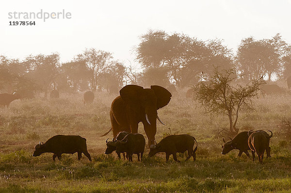 Elefant (Loxodonta africana) und afrikanische Büffel (Syncerus caffer)  Lualenyi Wildreservat  Tsavo  Kenia