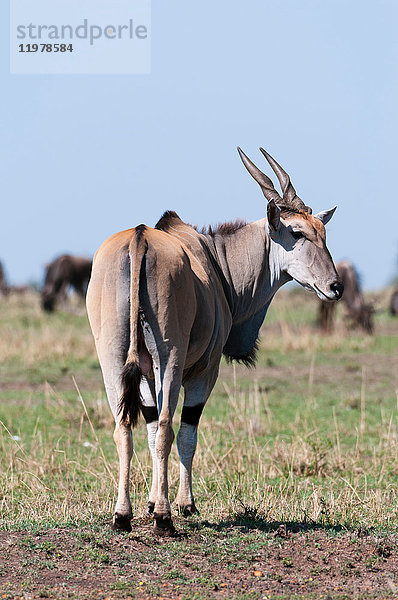 Eland (Taurotagrus oryx)  Rückansicht  Maasai Mara National Reserve  Rift Valley  Kenia  Afrika
