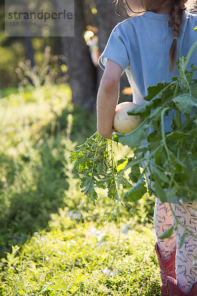 Junges Mädchen auf dem Bauernhof  hält frisch gepflückten Daikon-Rettich  Rückansicht