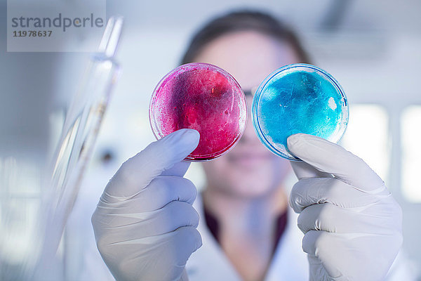 Laborantin untersucht zwei Petrischalen nebeneinander